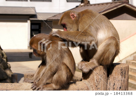C群のサルの毛づくろい（高崎山自然動物公園） 18413368
