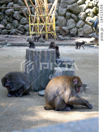 C群のサルの食事風景(高崎山自然動物公園) C群のサルの食事風景(高崎山自然動物公園) 18413509