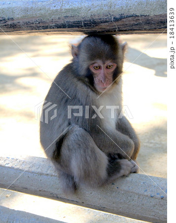 C群の子猿(高崎山自然動物公園) C群の子猿(高崎山自然動物公園) 18413639