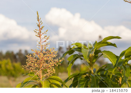 Flowers of a Mango Tree Flowers of a Mango Tree 18415070