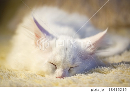 White maine coon kitten sleeps White maine coon kitten sleeps 18416216