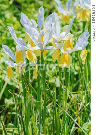 White Iris Flowers 18416251