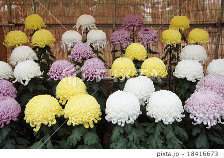 菊花展 菊花展 18416673