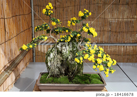 菊盆栽 18416678