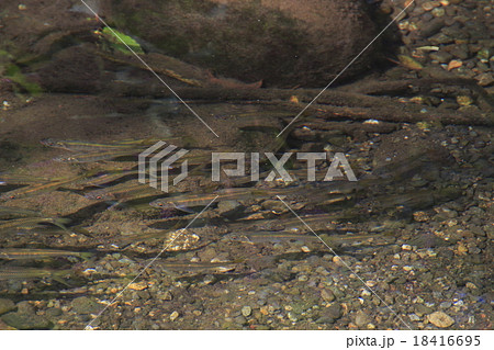 オイカワの群れ オイカワの群れ 18416695