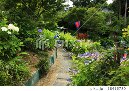 掛川本勝寺の紫陽花 18416780