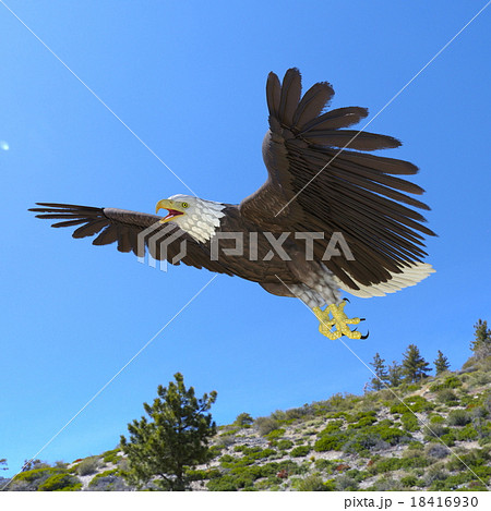 白頭鷲のイラスト素材