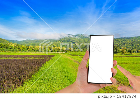 beauty sunny day on the rice field beauty sunny day on the rice field 18417874