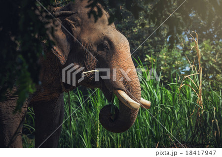 Elephant Head Elephant Head 18417947
