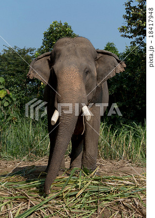 Thai elephant Thai elephant 18417948