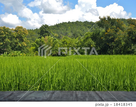 rice field in Thailand. rice field in Thailand. 18418345