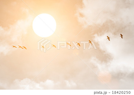Silhouettes of Great White Pelicans at sunset 18420250