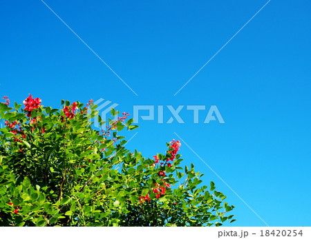 海紅豆 18420254