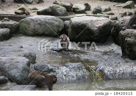 子猿_水遊び‗高崎山 子猿_水遊び‗高崎山 18420313
