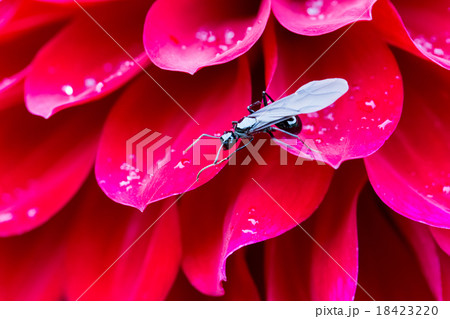 トゲアリの女王アリ 18423220