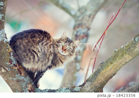 Siberian cat on the tree in winter 18423356