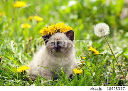Kitten crowned chaplet from the dandelion flowers 18423357
