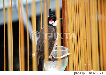 red-whiskered bulbul in the cage 18423571