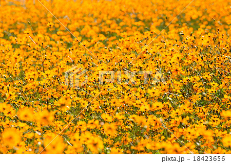 一面のキバナコスモス(裏) 18423656