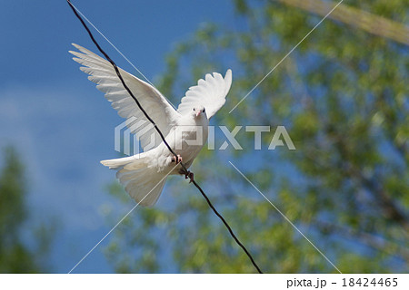 White dove 18424465