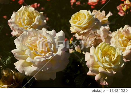 Vintage Rose Flowers Vintage Rose Flowers 18424529