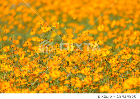 キバナコスモス キバナコスモス 18424850