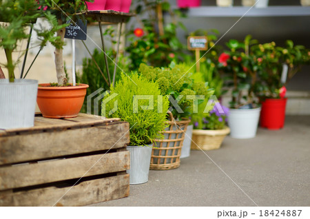 Beautiful flowers sold on outdoor flower shop Beautiful flowers sold on outdoor flower shop 18424887