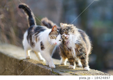 Two lovely cats on spring Two lovely cats on spring 18424897