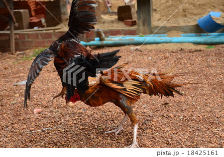 カンボジア　ストゥントレン　闘鶏 18425161