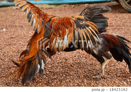 カンボジア　ストゥントレン　闘鶏 18425162