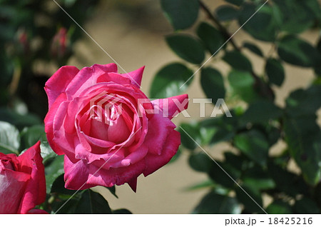 小ぶりのセイカ 18425216