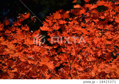 紅葉 紅葉 18425371
