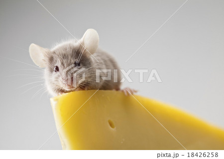 Close up on little mouse Close up on little mouse 18426258