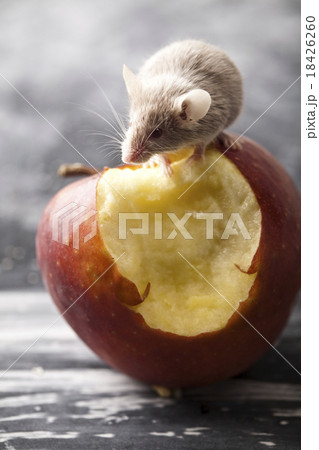 Mouse and apple, rural vivid colorful theme Mouse and apple, rural vivid colorful theme 18426260