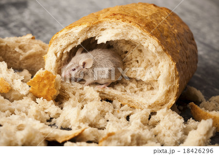 Mouse and bread, rural vivid colorful theme 18426296