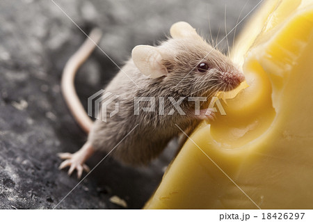 Mouse, rural vivid colorful theme Mouse, rural vivid colorful theme 18426297