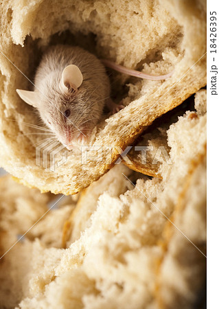Mouse and bread, rural vivid colorful theme Mouse and bread, rural vivid colorful theme 18426395