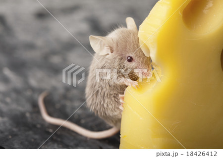 Funny mouse on the cheese, rural vivid colorful Funny mouse on the cheese, rural vivid colorful 18426412