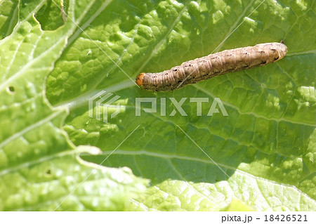 白菜を食害する ヨトウガの幼虫 ０１の写真素材