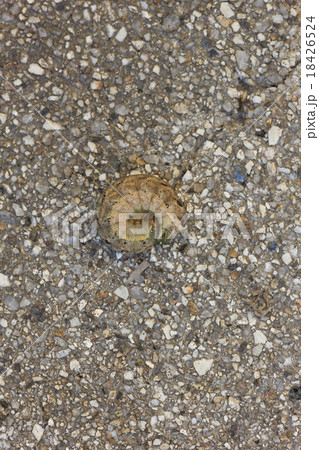 ヨトウガの幼虫０２ 18426524