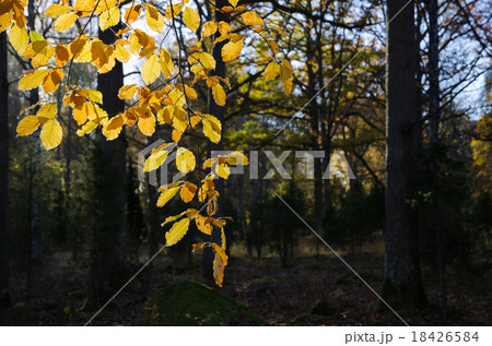 Colorful backlit beech leaves Colorful backlit beech leaves 18426584