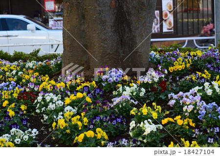大木と駅前の花壇の写真素材