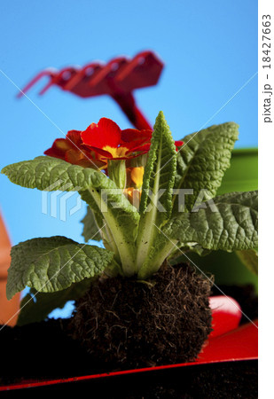Garden plant, vivid bright springtime concept 18427663