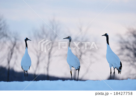 北海道のタンチョウ 18427758