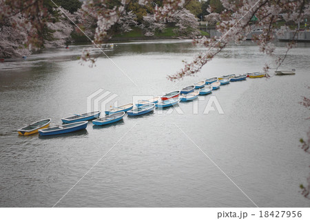 sakura tree and rowboat. 18427956