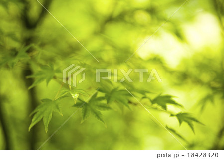 Maple leaves background, oriental vivid theme 18428320