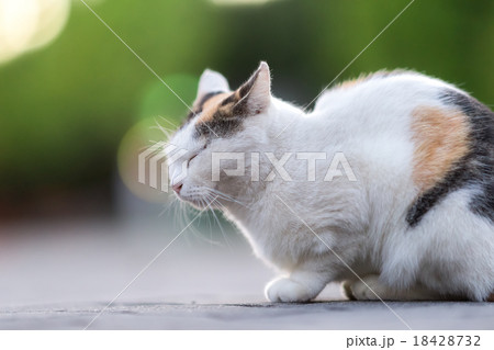 まだ明るい夕方に現れたのらねこ 18428732