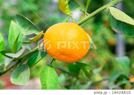 みかんの木 18428810