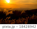 すすき 18428942