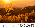 すすき 18428943